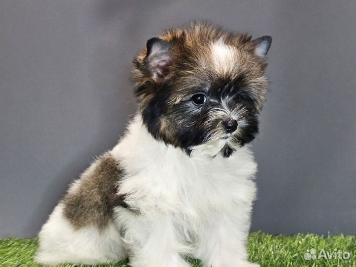 Щенки бивер йорка