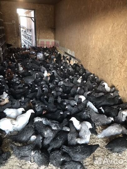 Куры Породы Доминанты