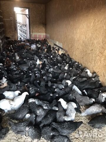 Куры Породы Доминанты