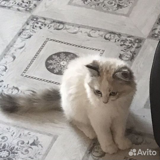 Пушистый котёнок