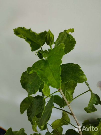 Сортовые гибискусы