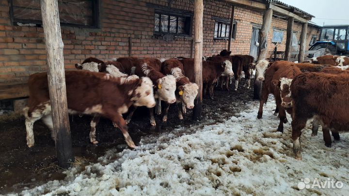 Сементалы от 1 месяцев