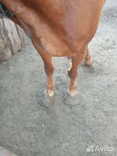 Продам кобылу