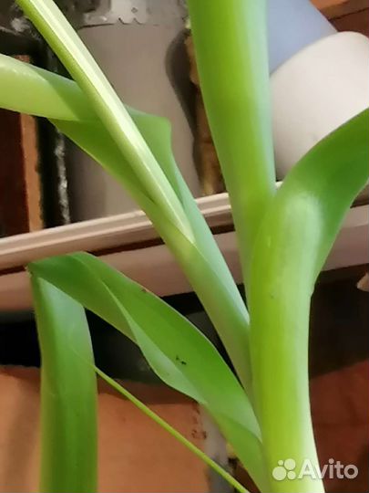 Лук для лечения сустав