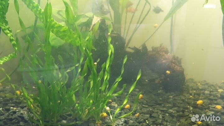 Аквариумные рыбки и растения