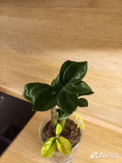 Замиокулькас зензи