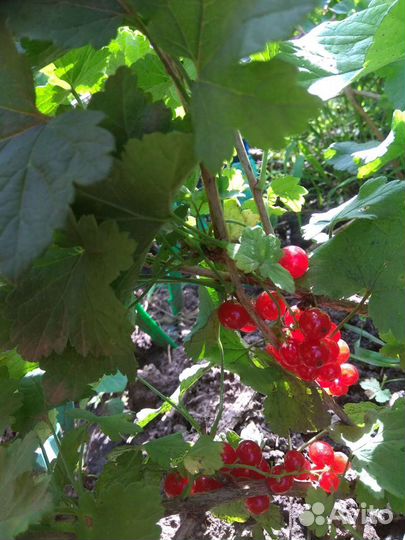 Белая, красная смородина