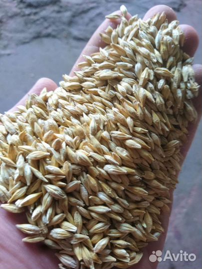 Кукуруза, Ячмень в мешках