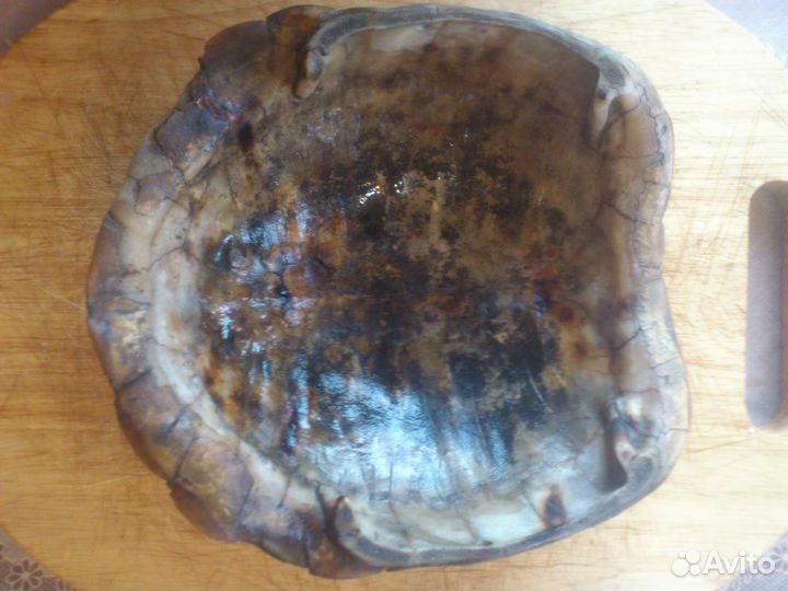 Пепельница из панциря черепахи