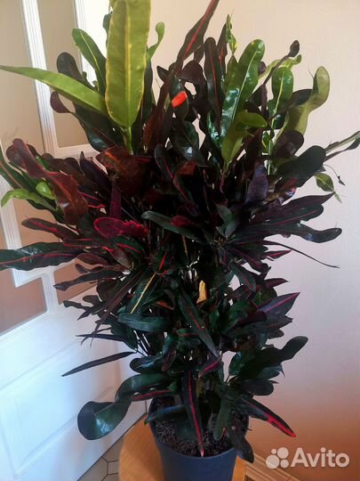 Кротон Мамми бранч 110 см