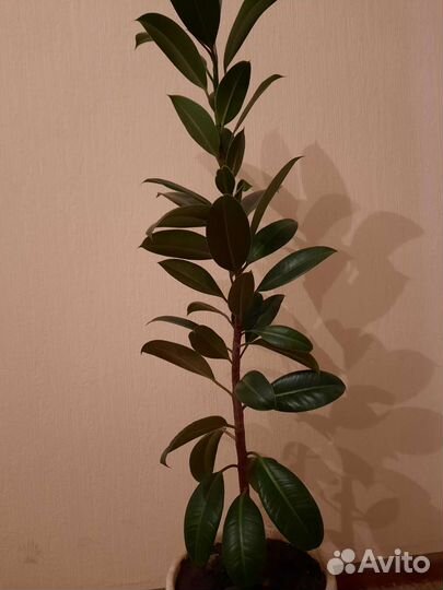 Фикус Мелани,Циперус (папирус)