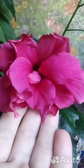 Гибискус. Редкий эксклюзив