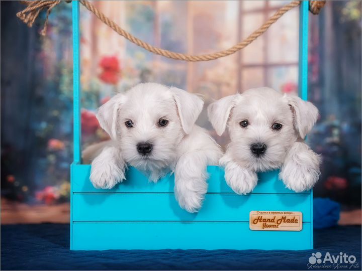 Цвергшнауцер щенки белый