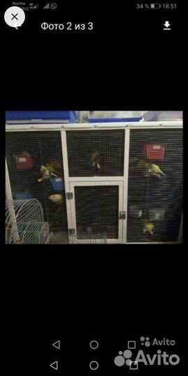 Кенара и канарейки