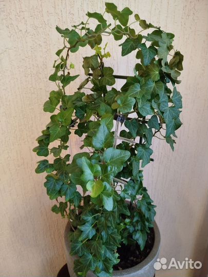 Плющ хедера