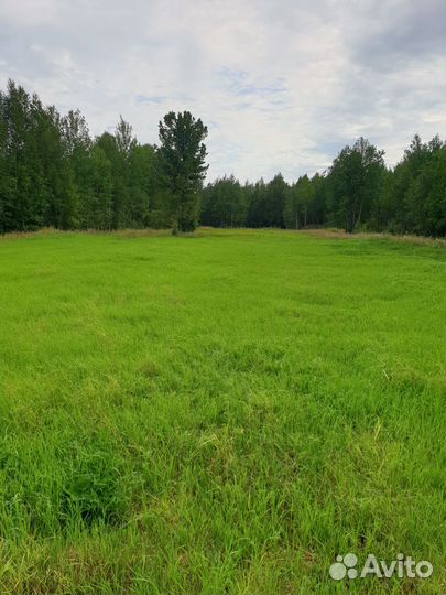 Продам картофель местный