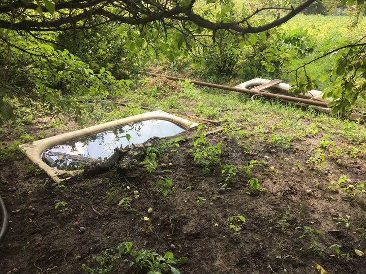 Участок 10 сот. (СНТ, ДНП)