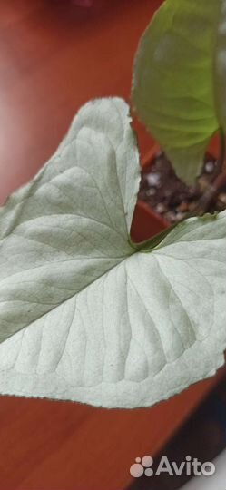 Сингониум Данг нувен