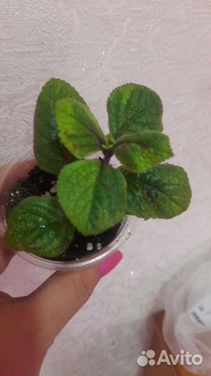 Плектрантус