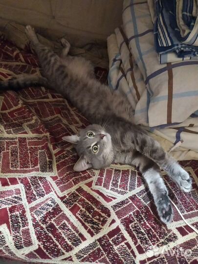 Отдам кота в добрые руки