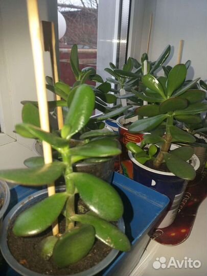 Денежное дерево(Толстянка)