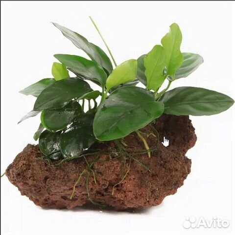 Коряги Лава камни 5-8см д/крепления мхов, растений