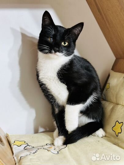 Котенок мальчик