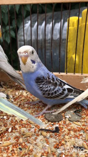 Птенцы волнистый попугай