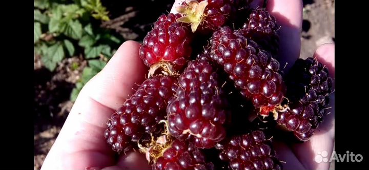 Рассада клубники