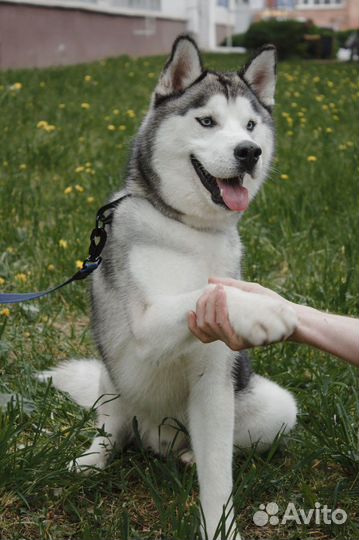 Сибирский хаски