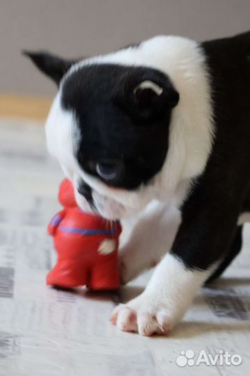 Бостон терьеры