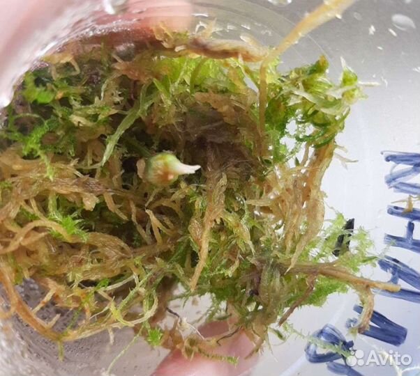 Алоказия Азлани