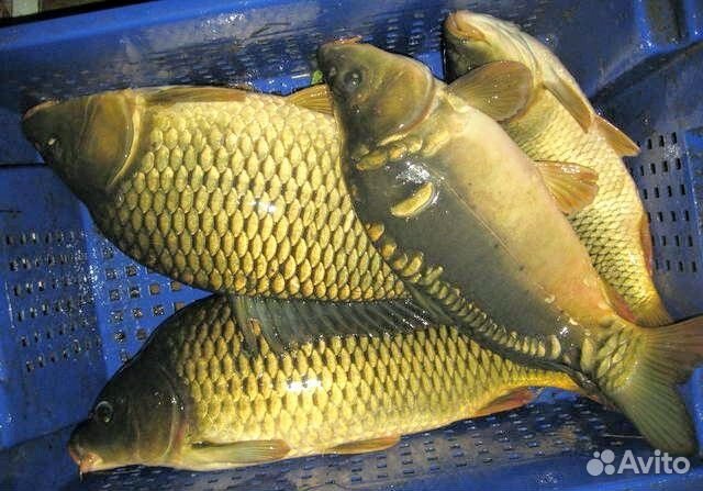 Продукты питания