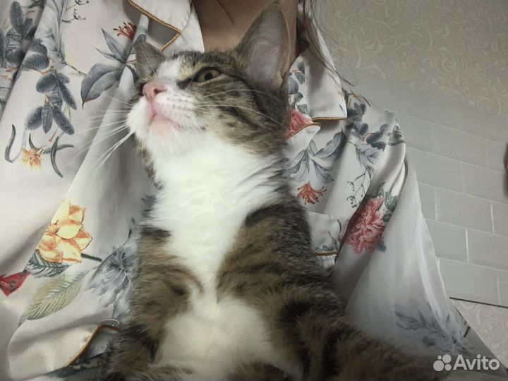 Котенок на передержку 3-4 мес отвественным людям