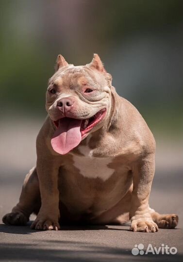 Американский булли покет