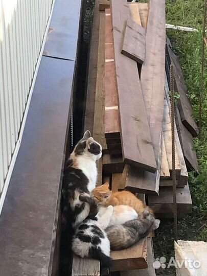 Котята от мышеловки