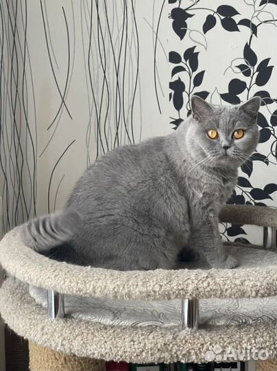 Британская короткошерстная кошка