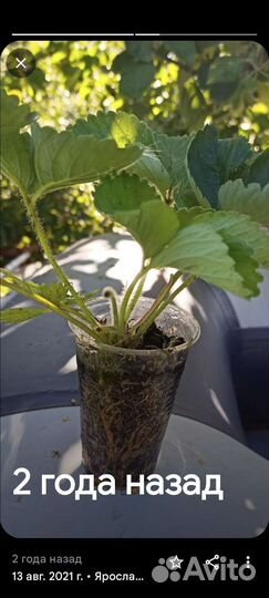 Рассада клубники