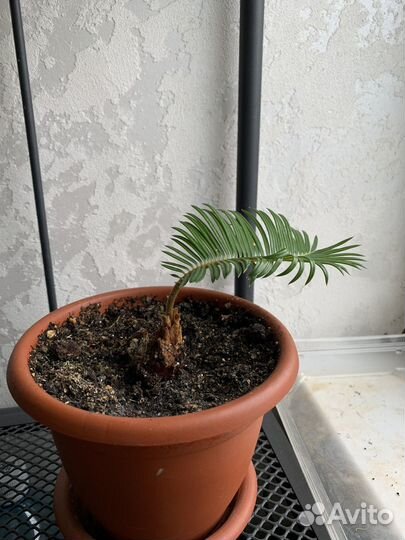 Цикас Революта