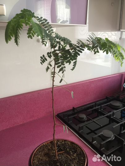 Тамаринд или индийский финик