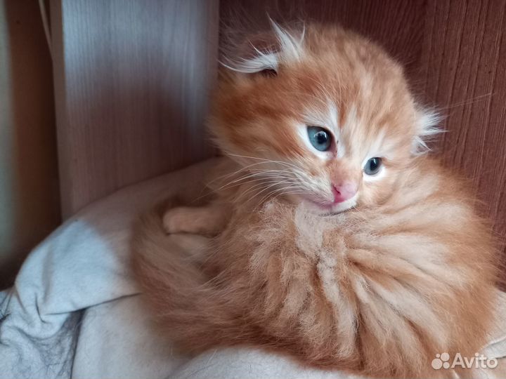 Шотландский вислоухий котёнок