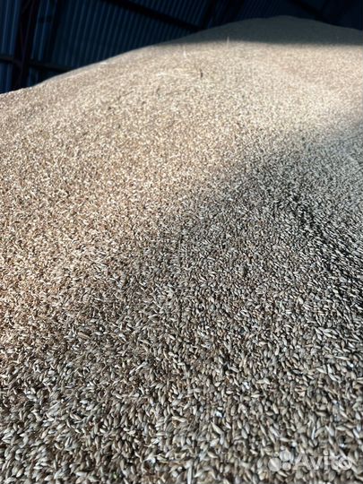 Ячмень, пшеница