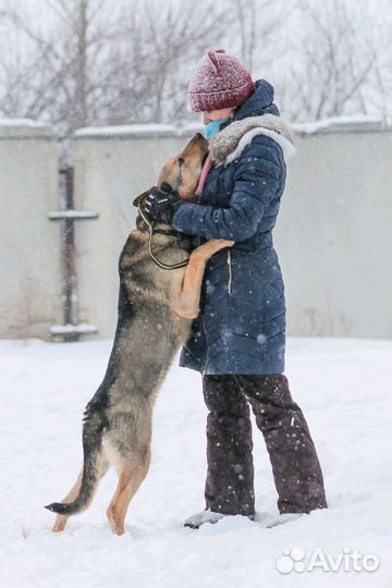 Собака в добрые руки