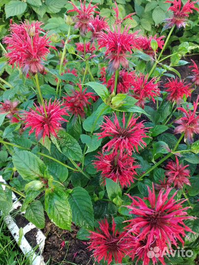 Садовые цветы