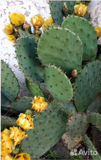 Кактус опунция