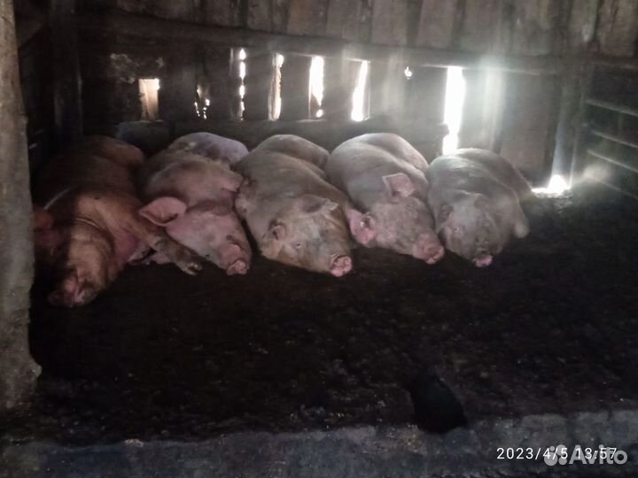 Мясо свинины домашнее