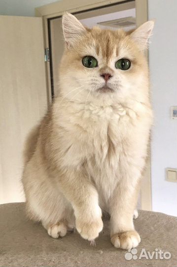 Британская кошка золотая шиншилла