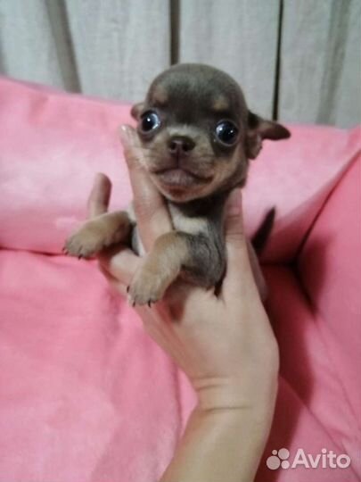 Щенки чихуахуа