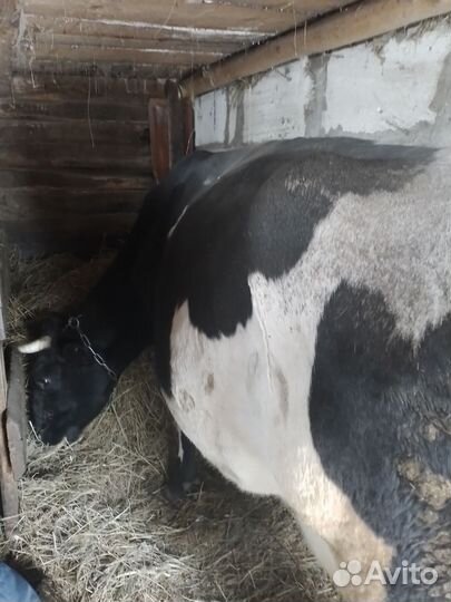 Корова дойная