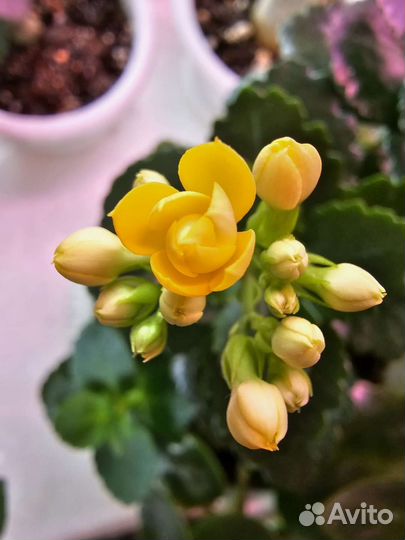 Каланхоэ розовый,красный, желтый